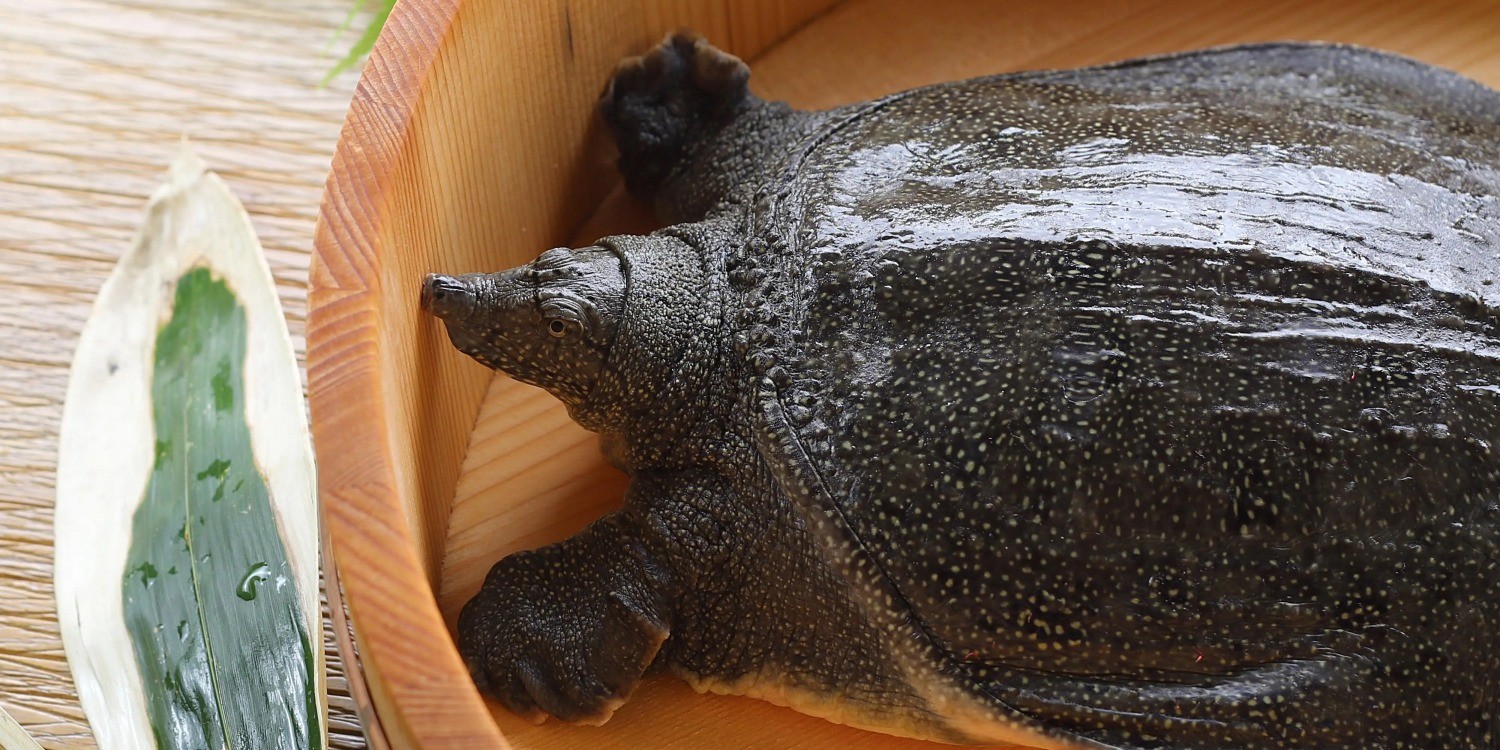 スッポン – すっぽん : 実は身近な生き物?ニホンスッポンの特徴や生態を解説 – JCVJR