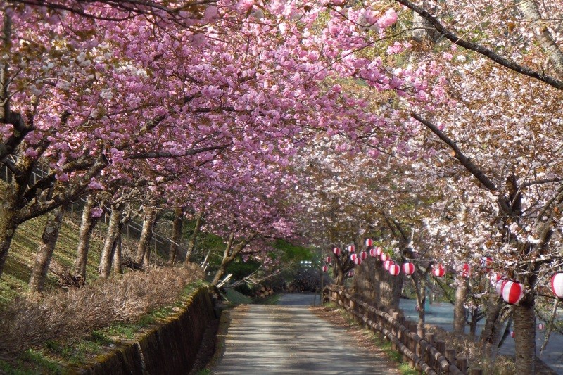 お花見スポット特集 ～香美町で春のお花を楽しもう～