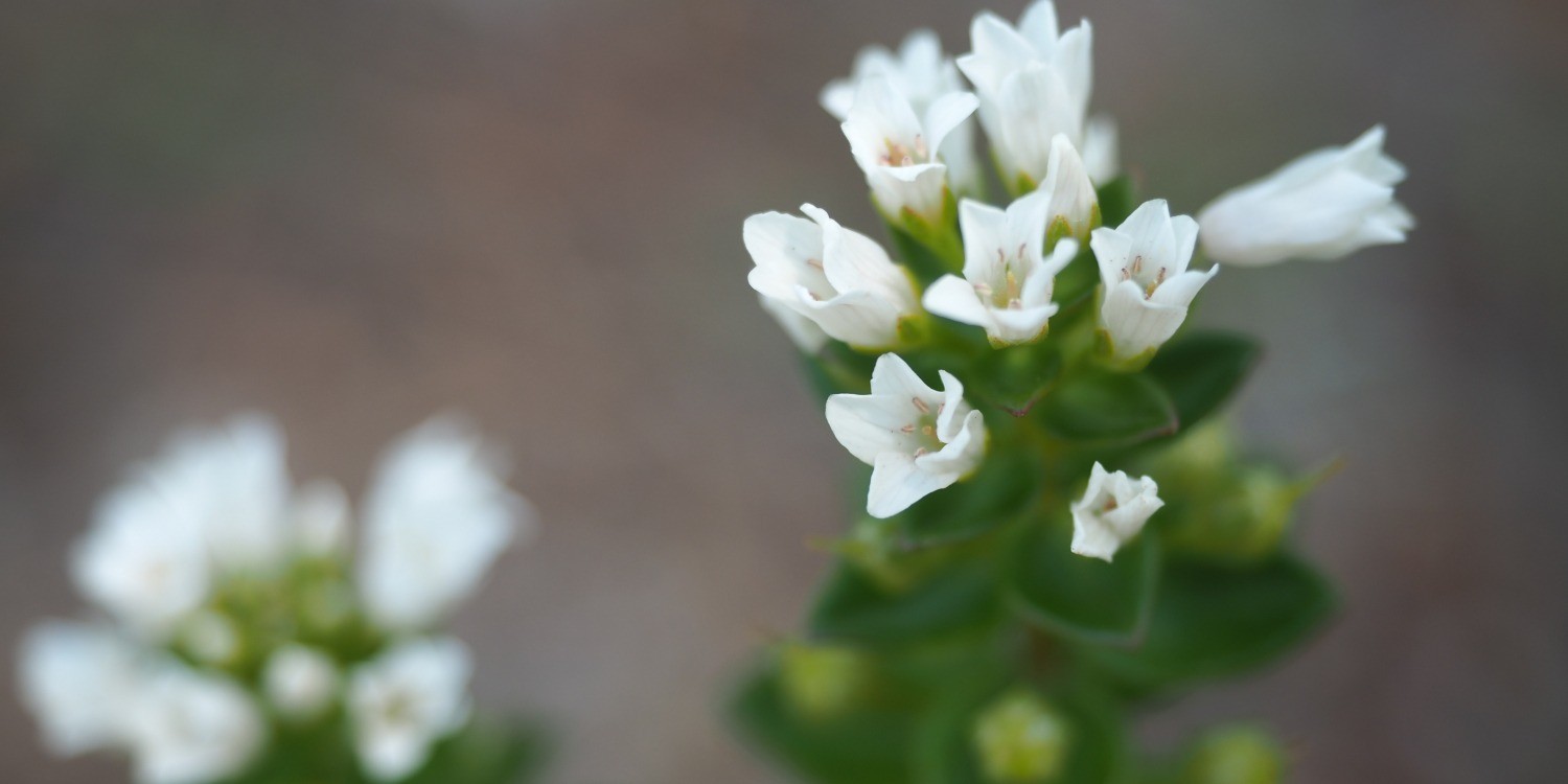 岡見公園の花々