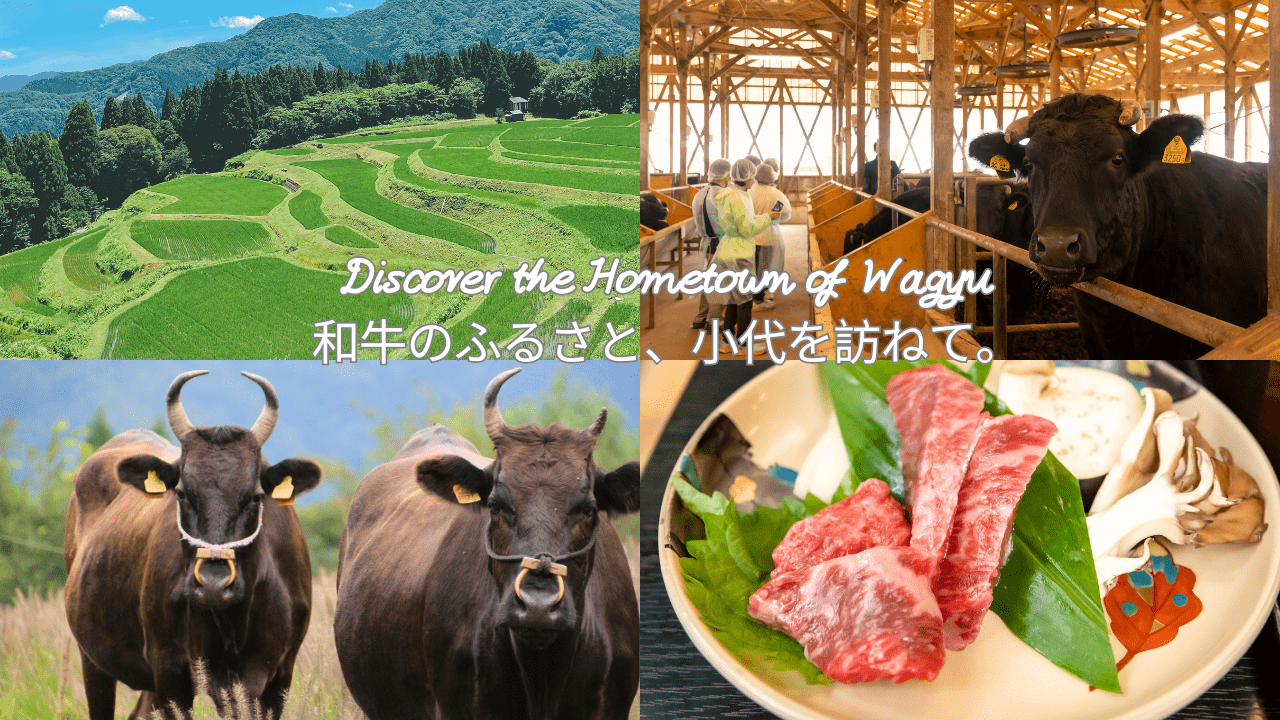 和牛のふるさと、小代を訪ねて