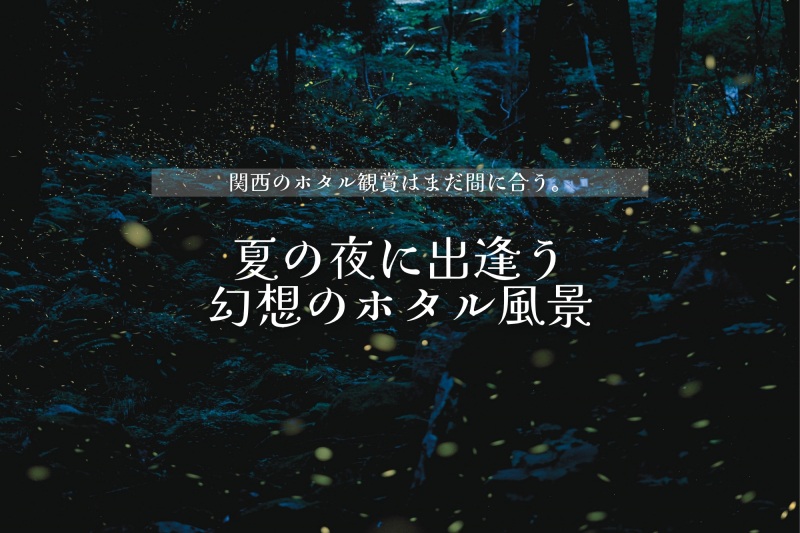 関西のホタル観賞まだ間に合います。夏の夜に出逢う幻想のホタル風景