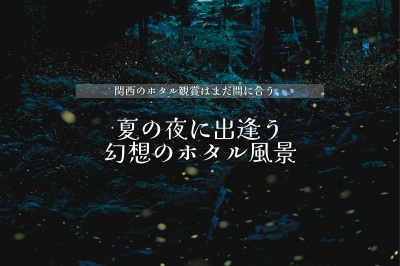 関西のホタル観賞まだ間に合います。夏の夜に出逢う幻想のホタル風景