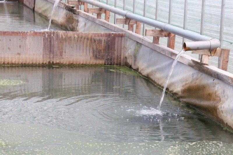 26℃の温泉水を利用して養殖しています