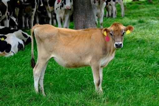 明治時代に掛け合わせたとされる乳用牛のブラウンスイス種
