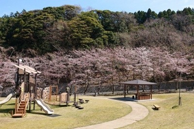 お子様連れにもおすすめなお花見スポット特集