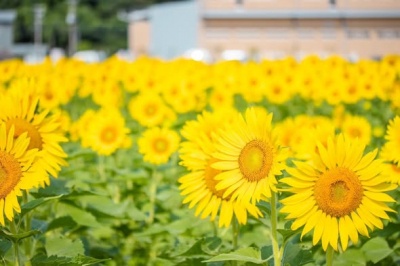 ひまわりを見に行こう！