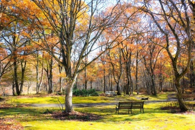 紅葉を見に行こう！