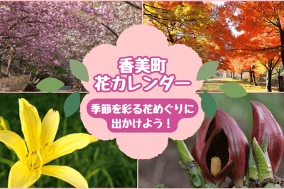香美町のお花情報はこちらから