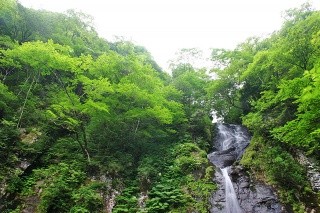 原生林の森の中を流れる　瀞川滝