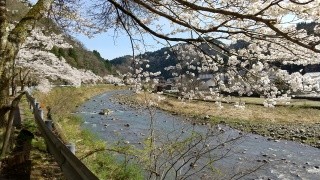 鹿田桜街道