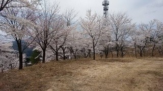 蘇武岳一合目の桜