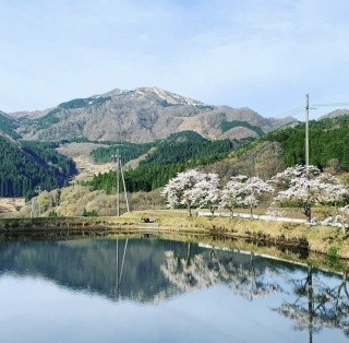 つつみの桜