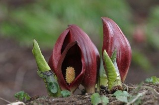 ハチ北ザゼンソウ群生地