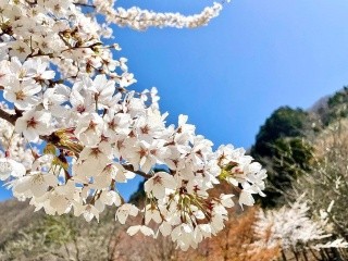 尼崎市立美方高原自然の家とちのき村