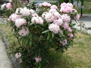 気品あふれる木花の女王 石楠花（シャクナゲ）