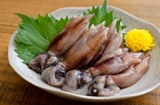 「神秘の世界！ホタルイカ！」