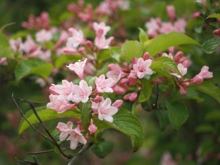 タニウツギ【谷空木】