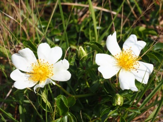 テリハノイバラ【照葉野薔薇】