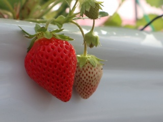 香美苺ジェラート