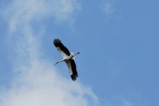 兵庫県立コウノトリの郷公園