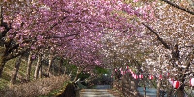 陣屋跡に咲き誇る鮮やかな桜