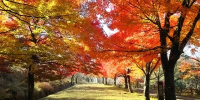 真っ赤に染まる御殿山公園