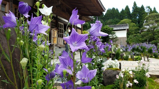 高野山真言宗 遍照寺