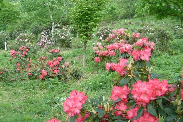 全国石楠花公園