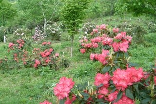 全国石楠花公園