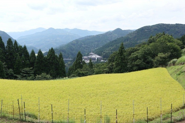 西ケ岡の棚田