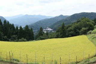 西ケ岡の棚田