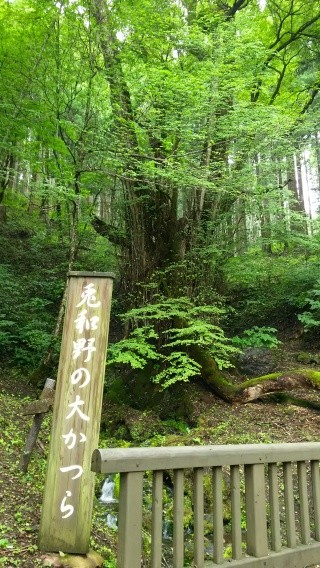 兎和野の大かつら