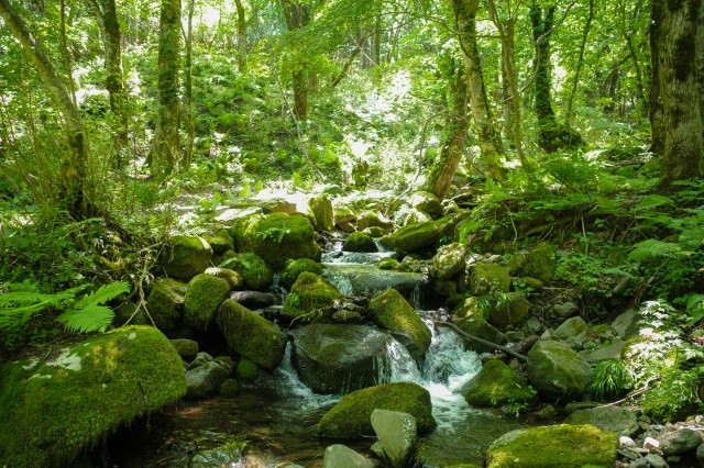 もののけの森・昇竜の滝・たたらの渓流