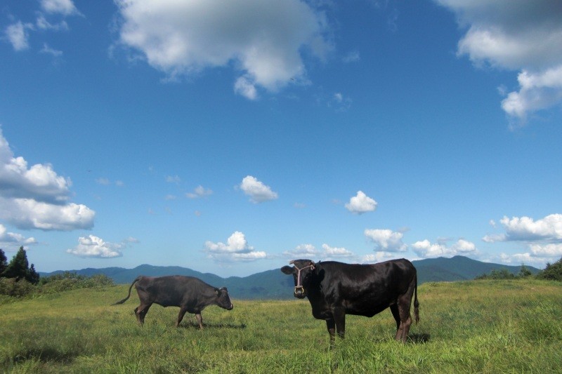 但馬牛 たじまうし