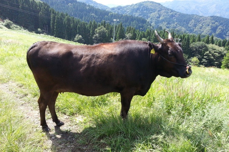 但馬牛 たじまうし